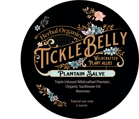 Wildrafted Plantain Salve