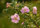 Wild Nootka Rose Elixir