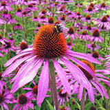 Organic Echinacea Tincture and Glycerite