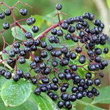 Organic Elderberry Tincture