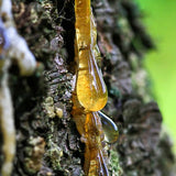 Spruce & Pine Chest and Cough Balm